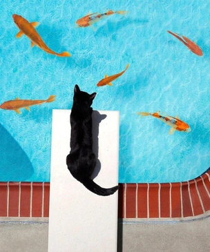 10 самых смешных фото котов за всю историю конкурса Pet Photography Awards