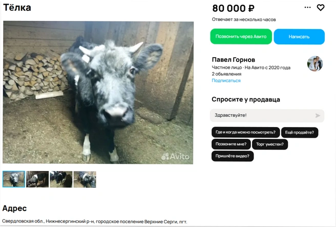 На фото корова выглядит какой-то невеселой. Надеемся, она здорова и счастлива. Причина продажи не уточняется | Источник: Avito
