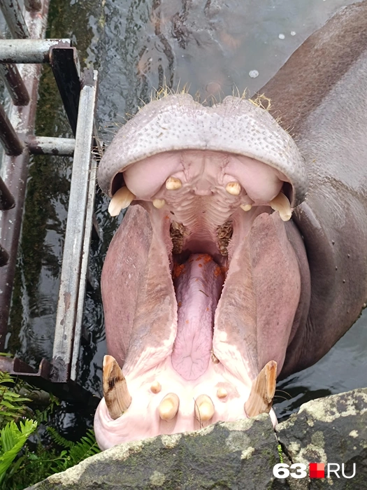 «Ну дай морковку!» | Источник: предоставлено героями публикации