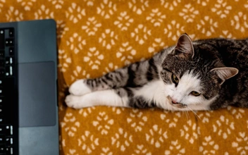 Учёные считают, что домашние кошки могут увеличить риск развития шизофрении вдвое: какую опасность несут в себе пушистики