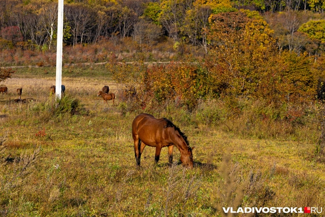 Источник: Елена Буйвол / VLADIVOSTOK1.RU