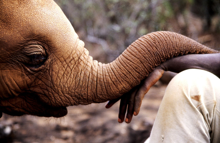 В мире людей и зверей: как в Кении возвращают долг природе