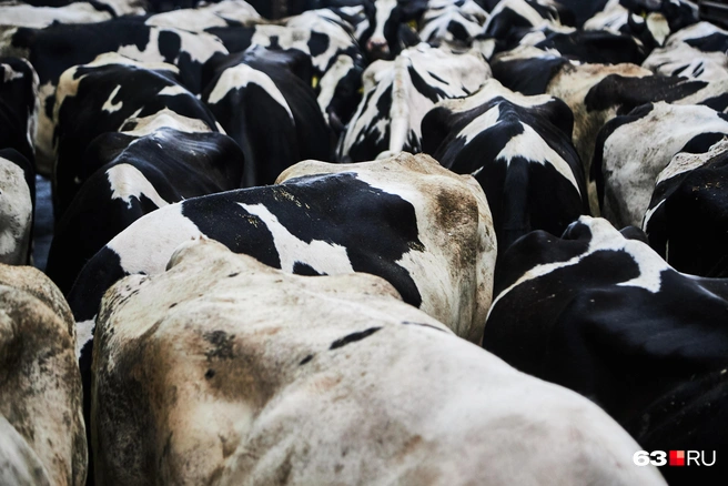 Источник: Роман Данилкин / 63.RU