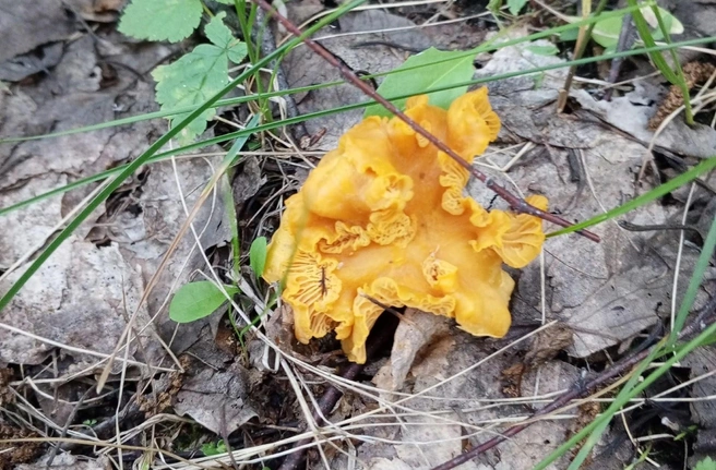 Ну какая красота!  | Источник: «Грибы. Грибники Омска и Омской области.» / Vk.com