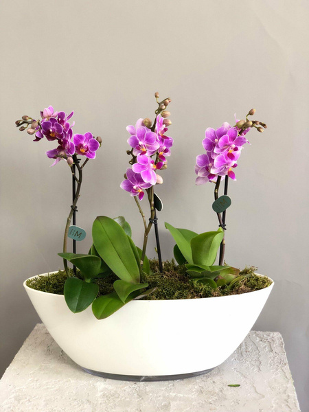 Орхидея Фалеонопсис в кашпо лодочка, Margo Plants