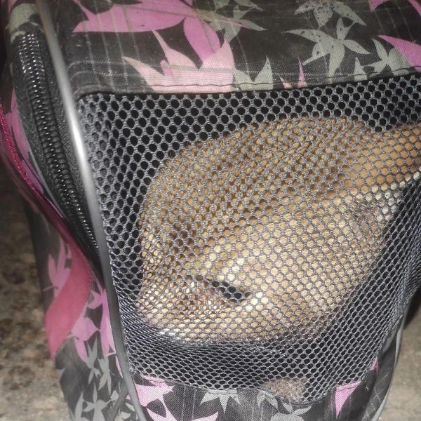 Источник: Кошкиспас