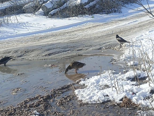 Употребление загрязнённой воды представляет угрозу для здоровья животных. | Источник: читатели V1.RU