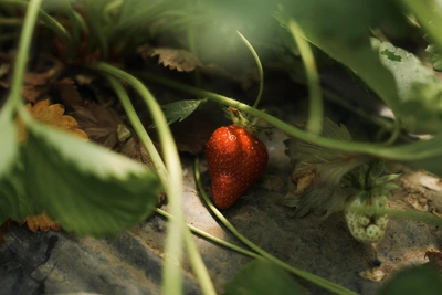 Красочные гибриды растений в интернете: реальность или обман?