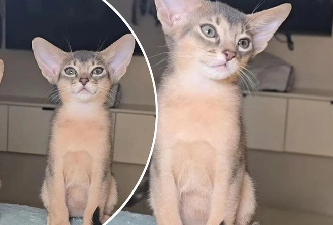 Дамир отправится к новым владельцам, когда ему исполнится три месяца | Источник: Avito