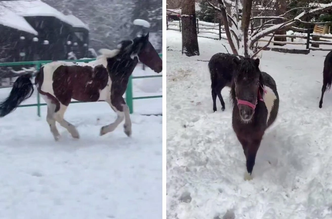 Переезд прошёл благополучно | Источник: Новосибирский зоопарк / Телеграм