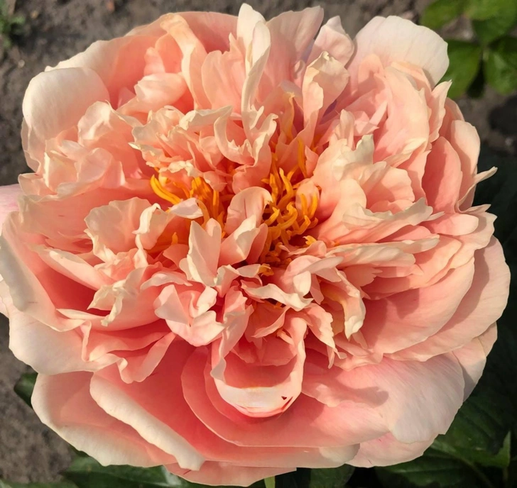 Пион Spirit Of Silvanus | Источник: Octirium