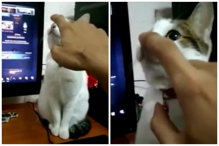Кот, который «сломался», озадачил Интернет (видео)