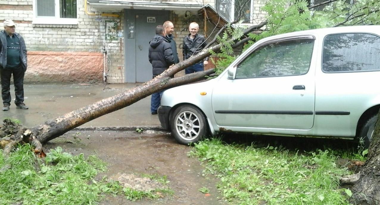 В Екатеринбурге и Новоуральске упавшие во дворах деревья помяли машины - 8  июня 2015 - Е1.ру