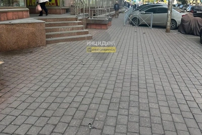 Биолог объяснил массовую гибель синиц в Новосибирске