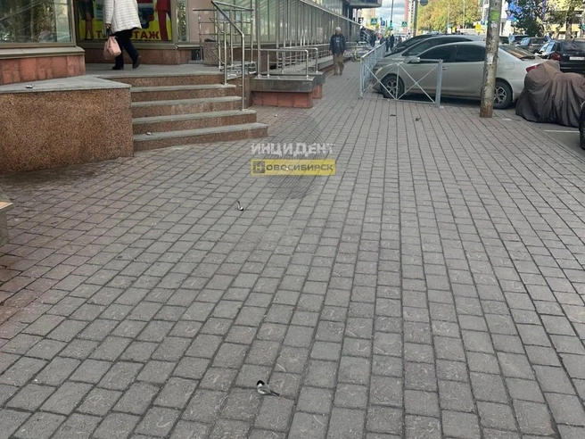 Горожане заметили большое количество погибших птиц | Источник: «Инцидент Новосибирск» / Telegram