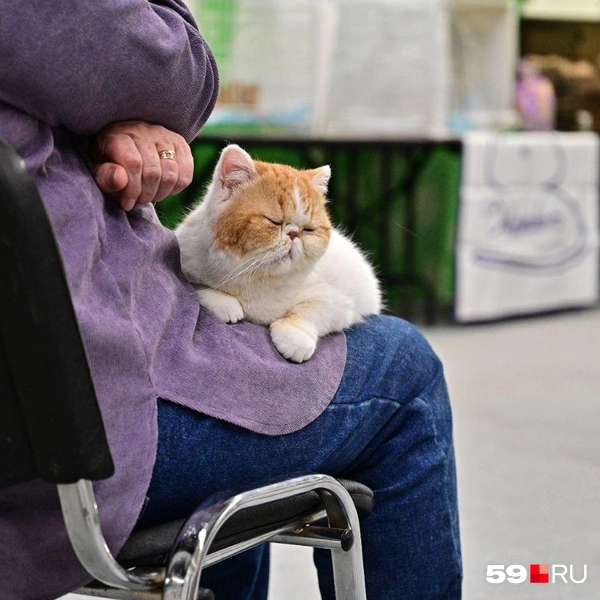 На коленях хозяйки куда удобнее  | Источник: Василина Любимова / 59.RU 