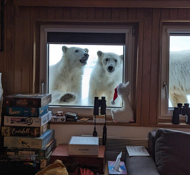 Белые медведи навестили польских полярников на Шпицбергене