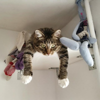 Аватарка alinar