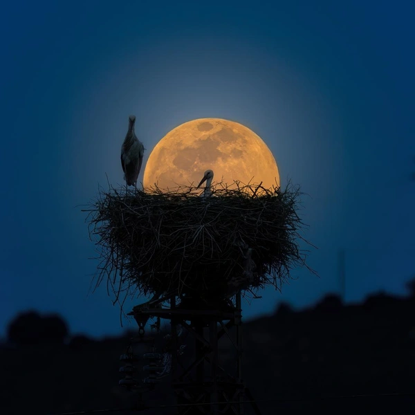Источник: Emanuele Pedi / Fine Art Photography Awards 2025