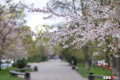 Прогноз погоды на Дону 16 апреля