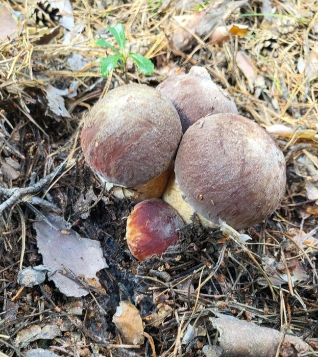 Симпатичные боровики  | Источник: Ольга Николаева 