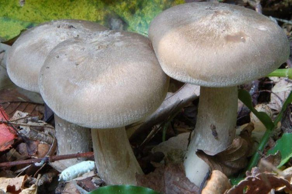 [quiz] Попробуй отличить съедобный гриб от ядовитого по фото