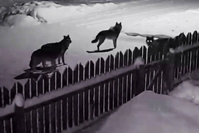 Wolf pack spotted on Arkhangelsk outskirts