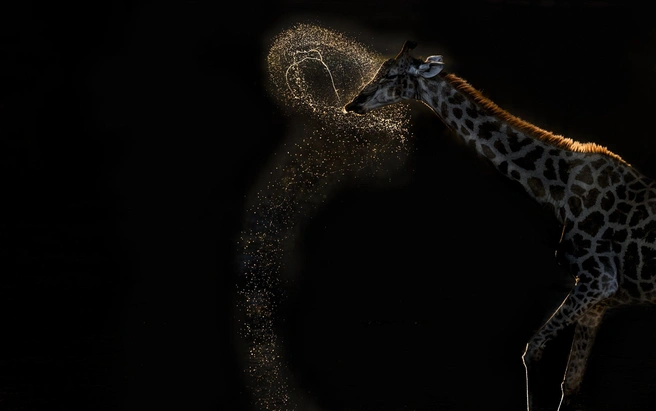 Победитель номинации «Поведение животных» | Источник: Vaidehi Chandrasekar / worldnaturephotographyawards.com