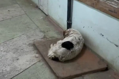 В новомосковской больнице началась проверка после видео