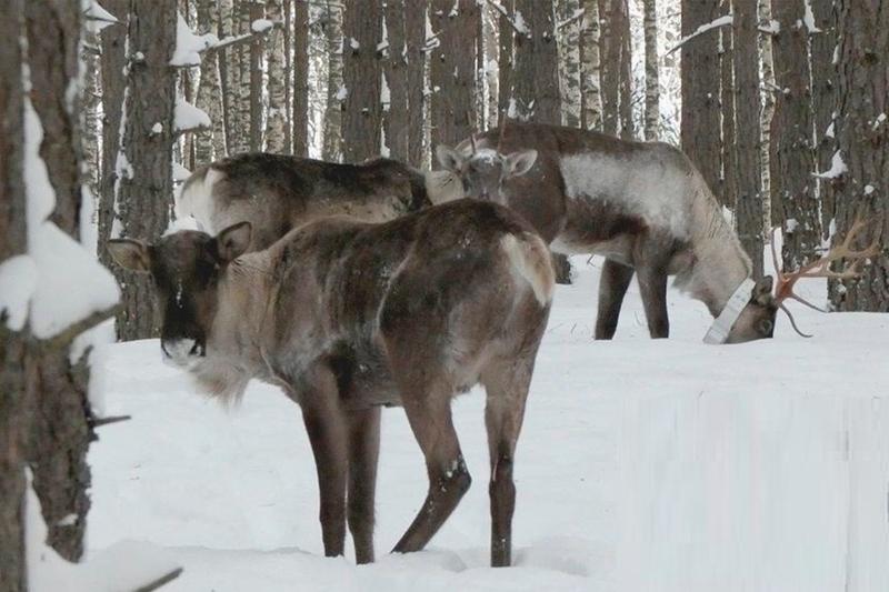 Череповецкие вездеходы следят за северными оленями