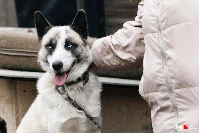 Рядом на цепи сидит… Кабачок | Источник: Наталья Лапцевич