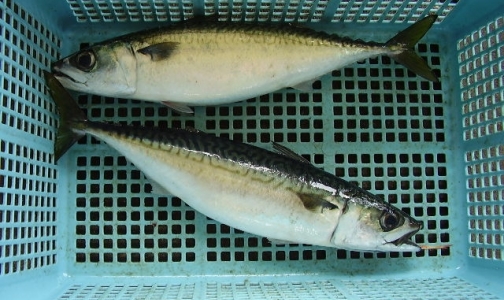 Фото №1 - Покупателям заменят некачественные рыбные консервы на новые