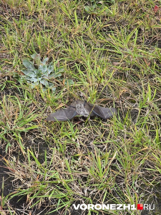 Источник: читательница Voronezh1.ru