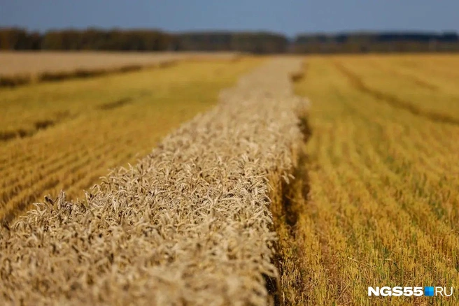 Английская пшеница хорошо себя чувствует на омских полях  | Источник: Евгений Софийчук / NGS55.RU 