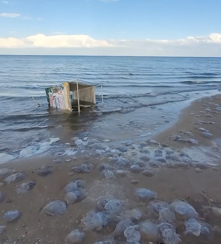 Кисель на берегу Азовского моря. Жители Темрюкского района пожаловались на нашествие медуз