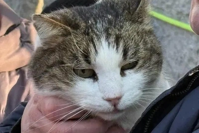 Уголовное дело по инциденту с кошкой в «Ласточкином гнезде» закрыто