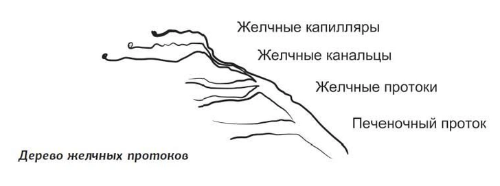 Что такое желчь и как она отмывает посуду и желудок от жира