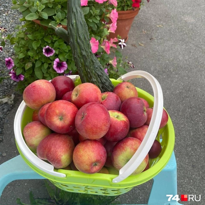 Плоды яркие и ароматные | Источник: читатель 74.RU