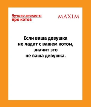 Смешные, новые и лучшие анекдоты про кошек и котов