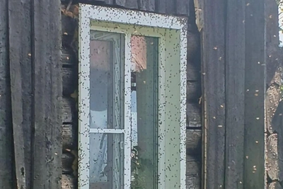 На Алтае сняли нашествие божьих коровок