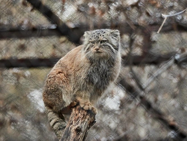 Для входа потребуется предъявить документ, подтверждающий пенсионный возраст. | nsk54.online