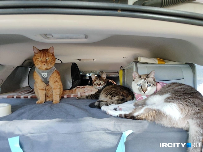 Персик, Гермиона и Ириска чилят в машине, пока мы беседуем с Артемом и Ангелиной | Источник: Алина Ринчино / «ИрСити»