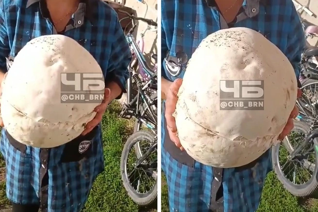 Гриб оказался больше головы | Источник: Скриншот видео «Черное и Белое Барнаул» / «ВКонтакте»