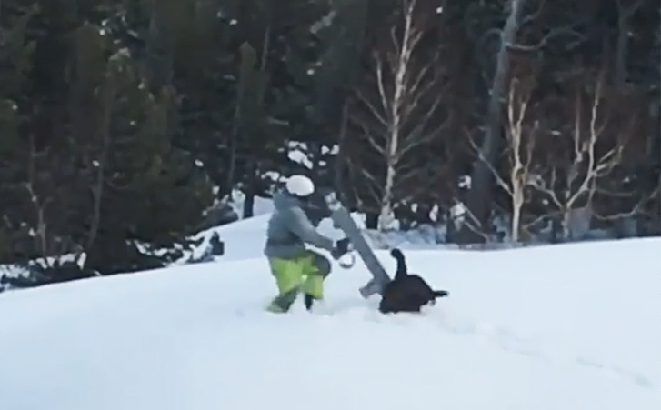 Сноубордист подшутил над глухарем, но тот дал ему отпор (видео)