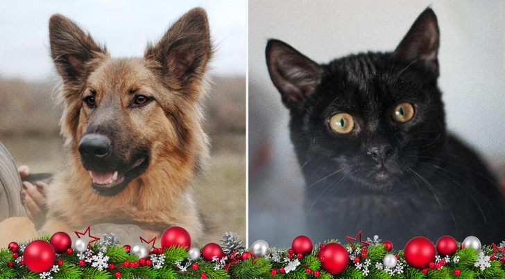 Новогодний котопёс: возьми из приюта кота Негрони или пса Лекаря