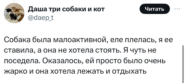 В «Твиттере» делятся тупыми причинами, по которым возили животных в ветеринарные клиники. И это уморительно!