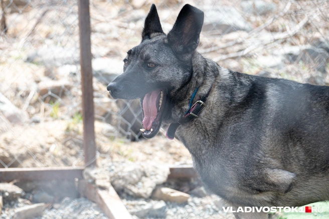 Причина агрессии неизвестна | Источник: Елена Буйвол / VLADIVOSTOK1.RU