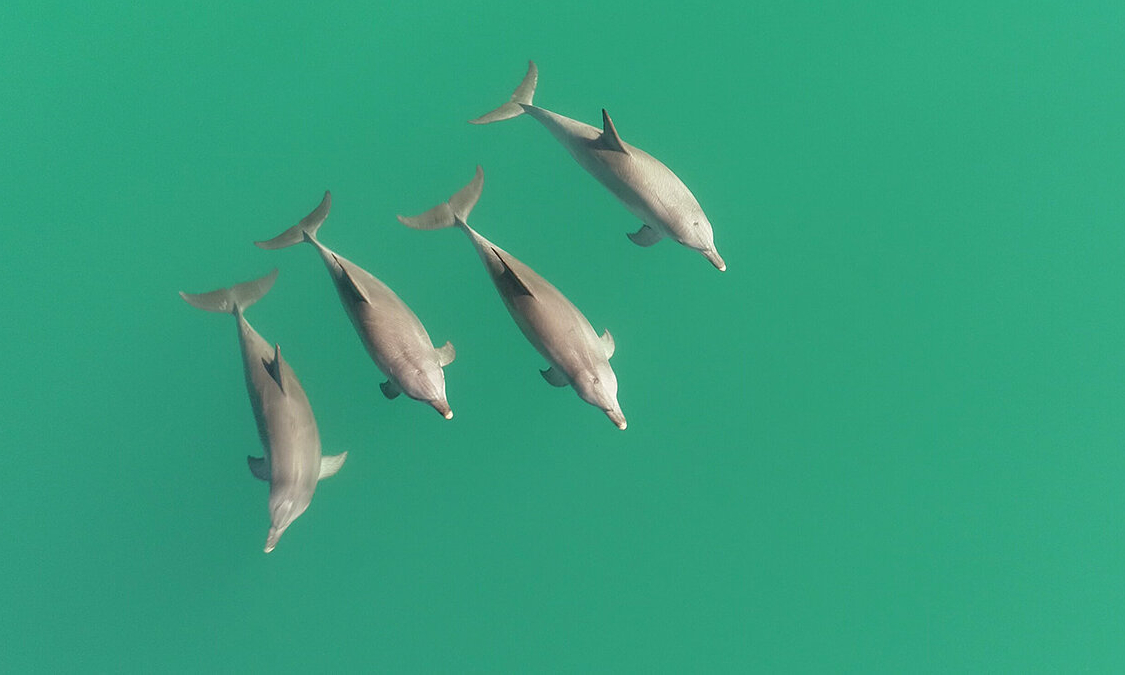 Дельфины имеют свое представление о командной работе