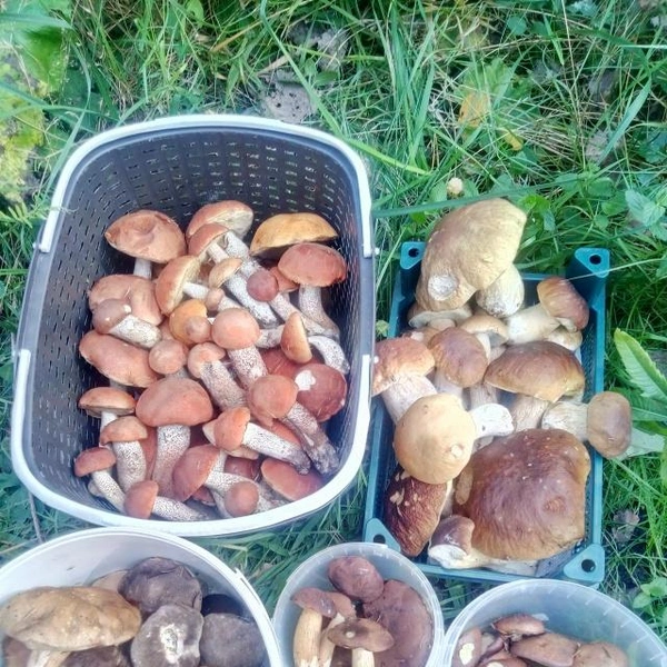 Источник: Наталья Антонова / Грибы в Подмосковье 2025 / VK.com