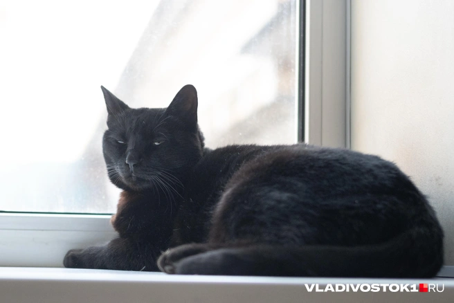 Источник: Елена Буйвол / VLADIVOSTOK1.RU